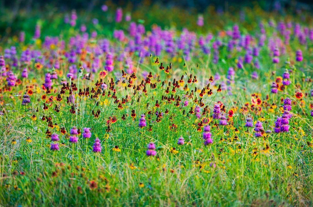 Travis Audubon's Bird Conservation Workshop at Shield Ranch