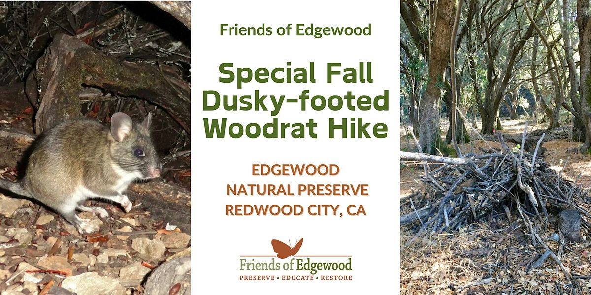 Special Dusky-footed Woodrat Hike at Edgewood