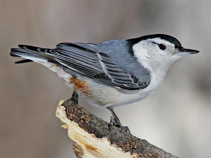 Caching Cousins: Chickadees, Titmice, and Nuthatches