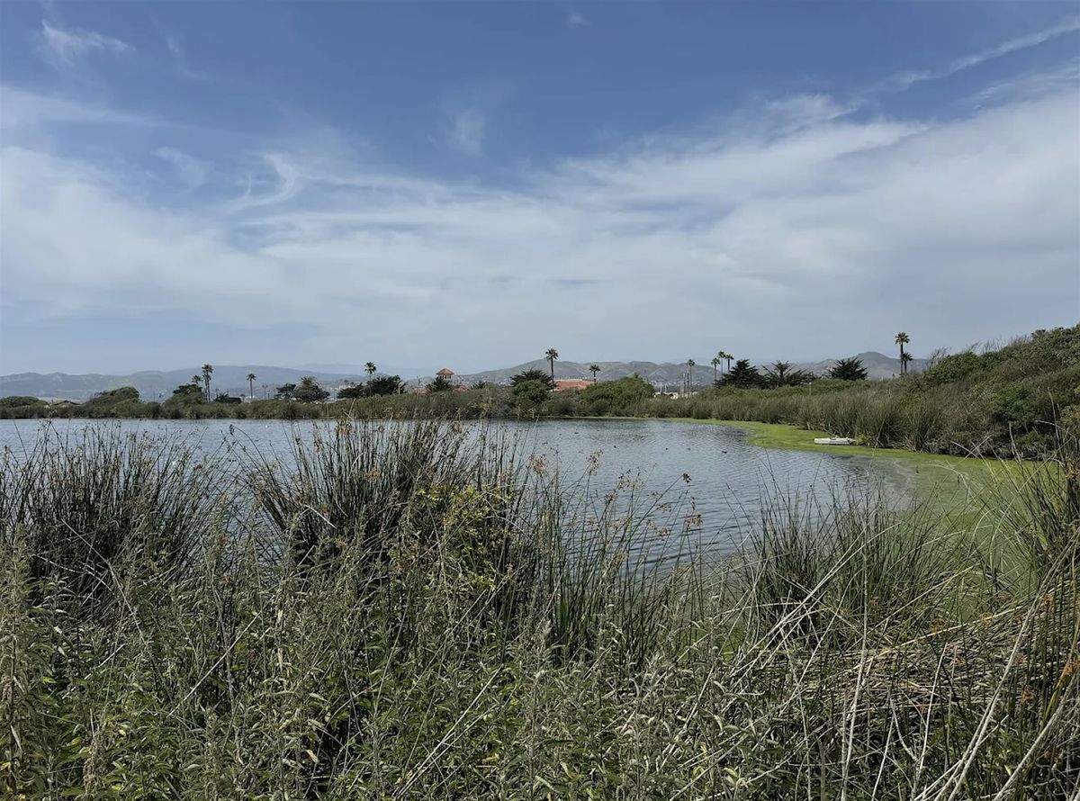 Bird Walk at Ventura Settling Ponds