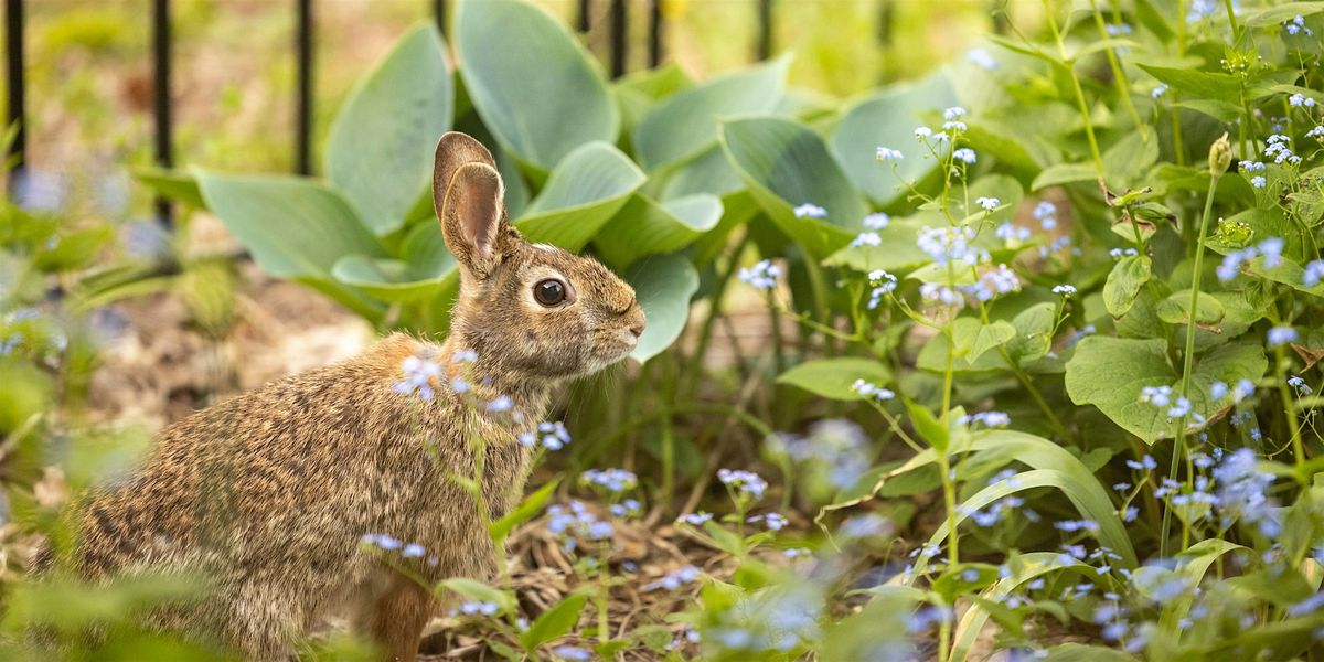 Gardening with Rabbits at Mahoney's Brighton