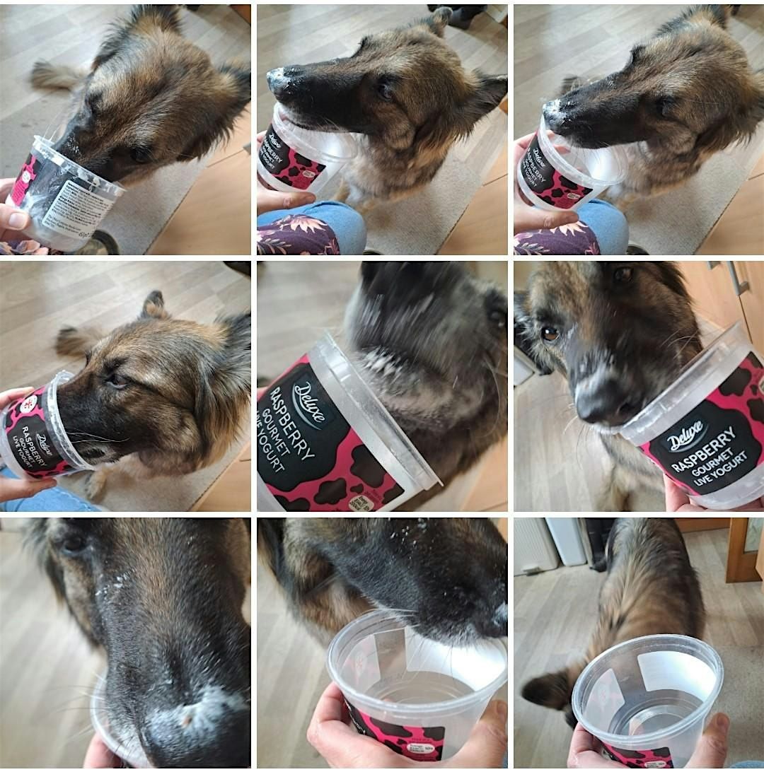 Whose Heritage? An \u201canimal turn\u201d for conservation and management