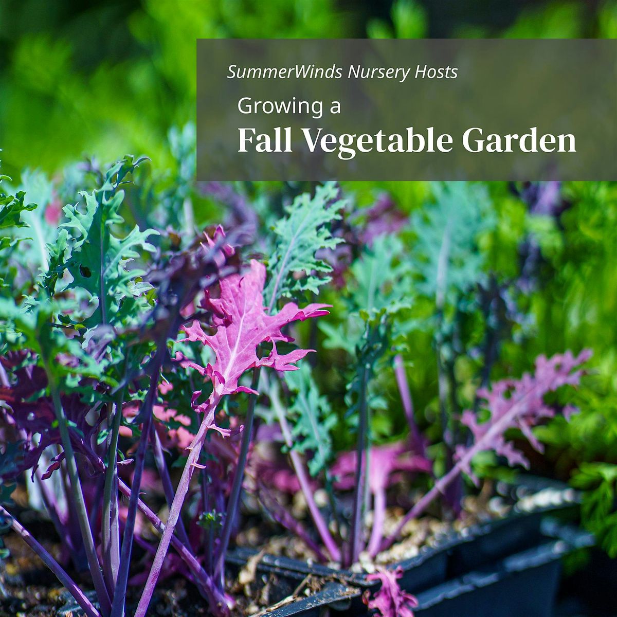 Growing a Fall Vegetable Garden - Palo Alto