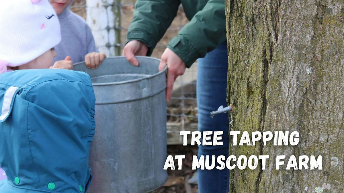 Tree Tapping at Muscoot Farm