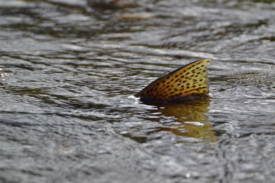 Returning Salmon to the Spokane River Basin Home! Magic
