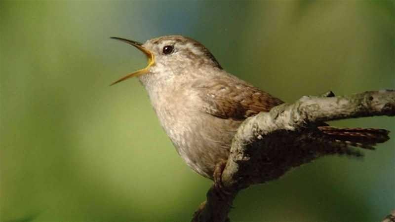 Family Bird Walk