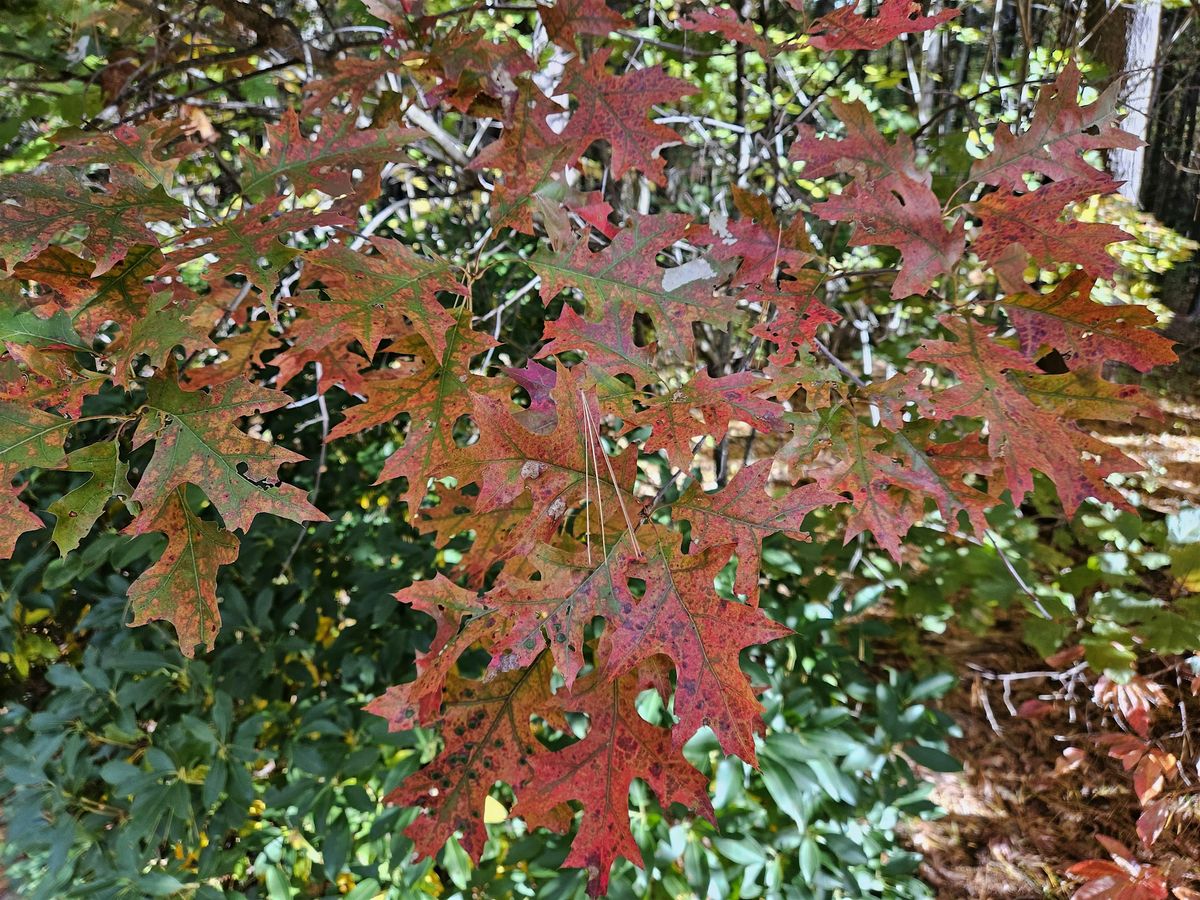 Fall Tree ID