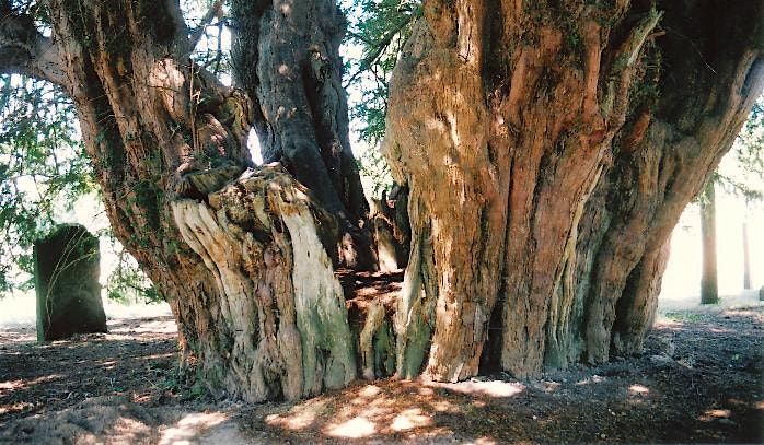 Ancient and Veteran Trees