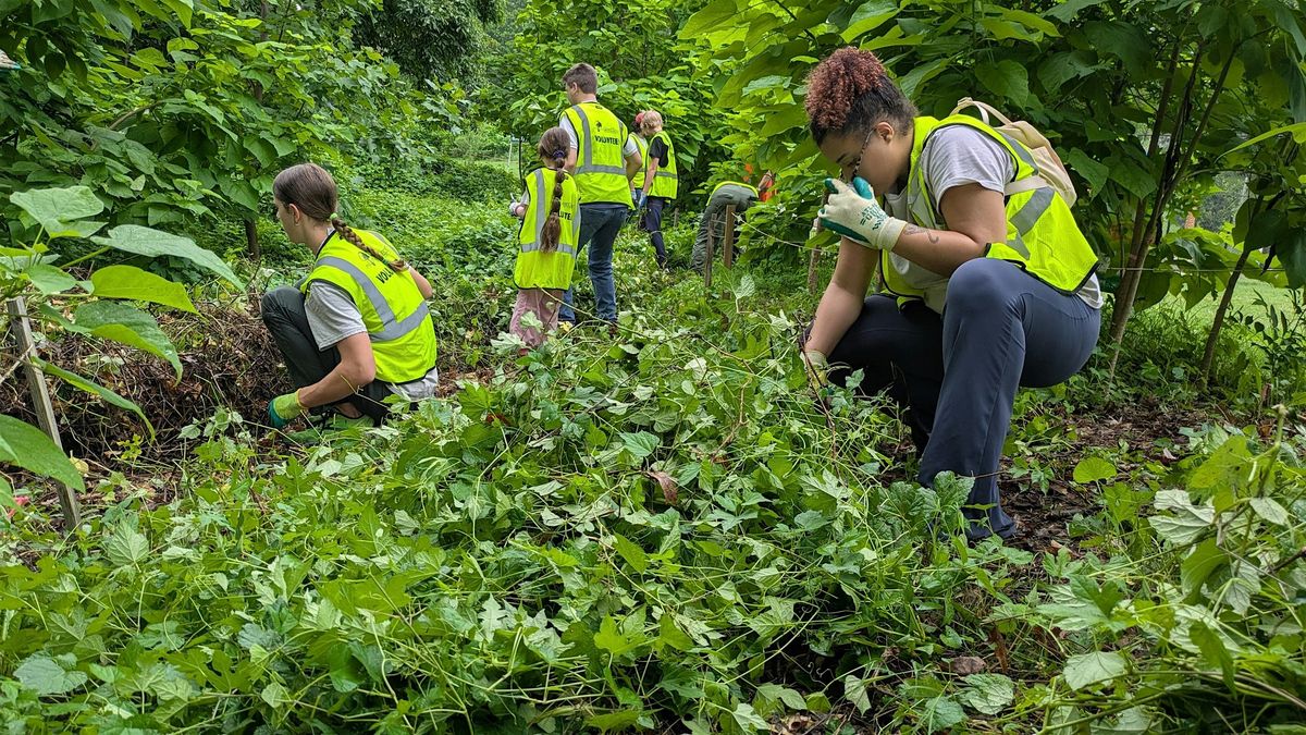 Community Conservation: Invasive Removal at Langdon Park