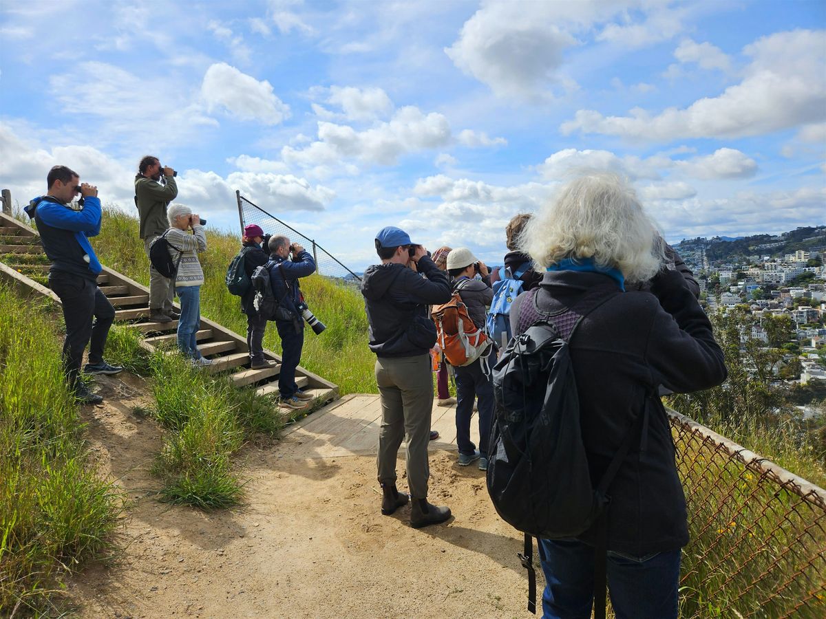 Birding on Corona Heights, September 13th