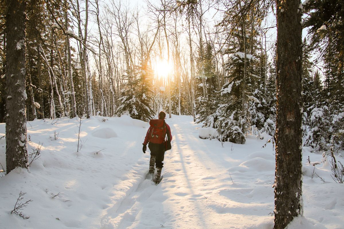Parking Into the Woods - Buffalo