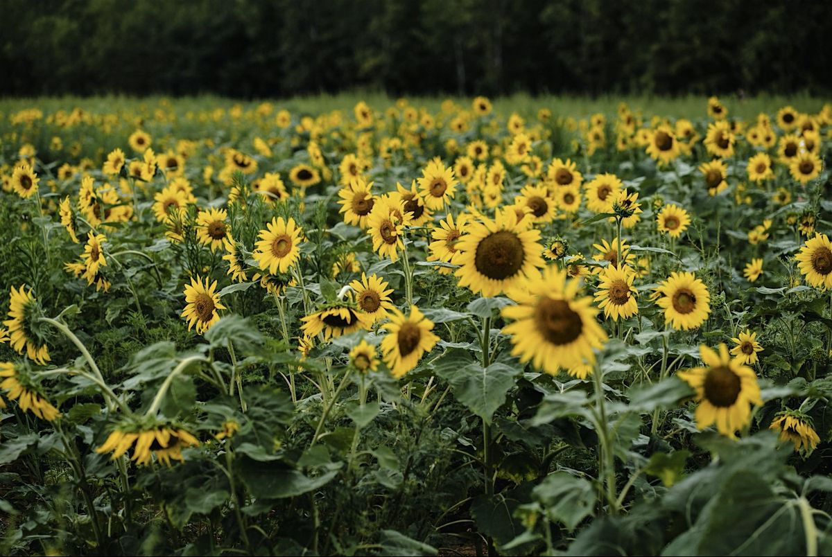 Bloom & Breathe: SIS Gathering at Marian\u2019s Place