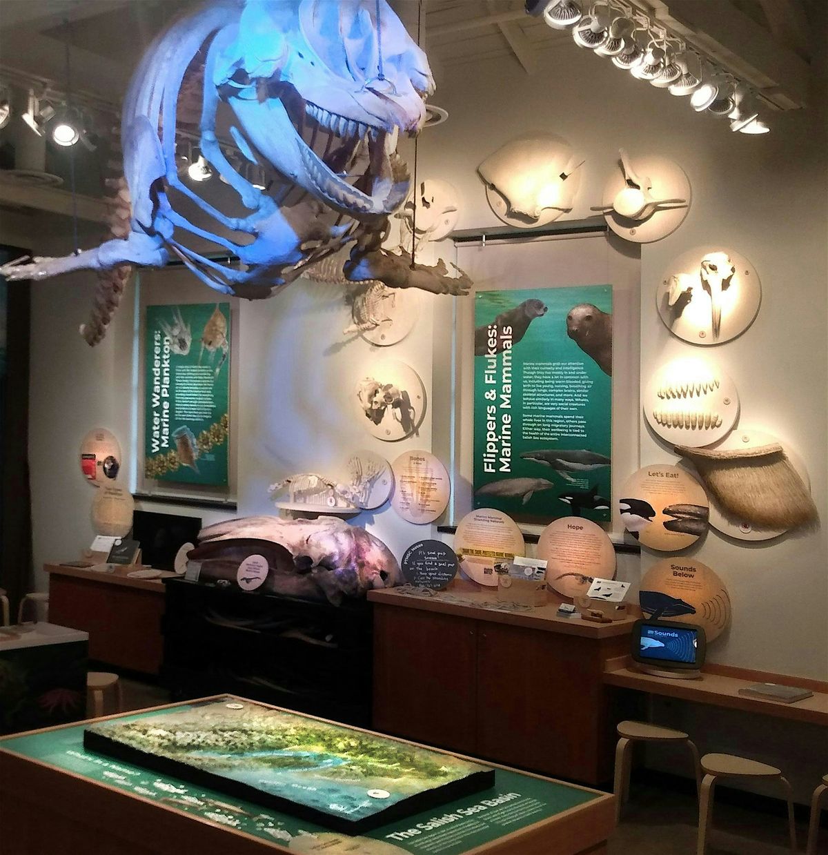 Sketching Marine Life at the Port Townsend Marine Science Center