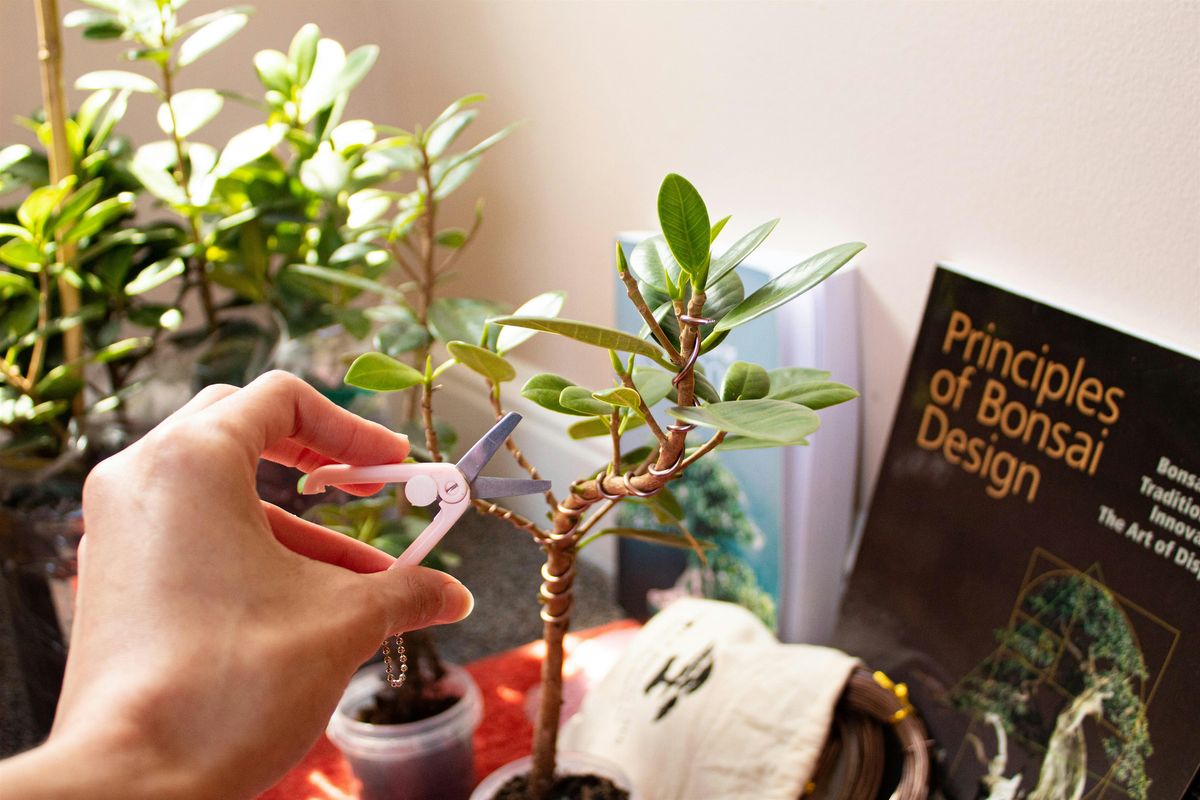 Bonsai for Beginners!