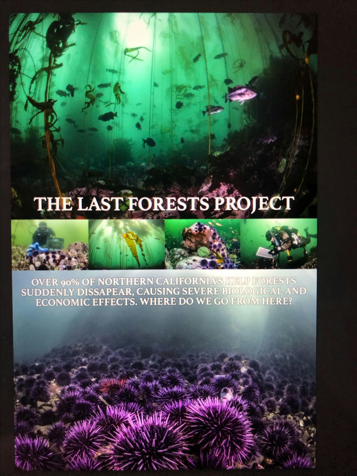 The Last Forests Project-Screening Oct 17th @ Pedro Firehouse