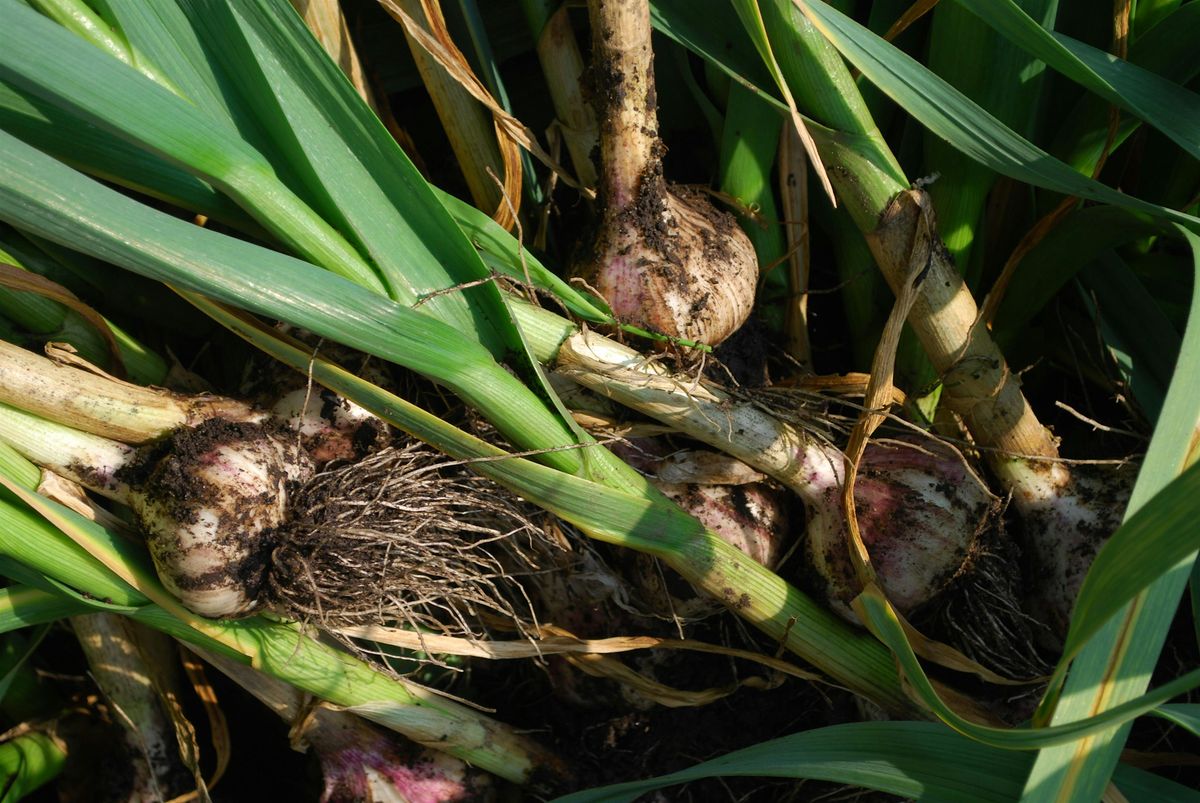 Growing Garlic Workshop