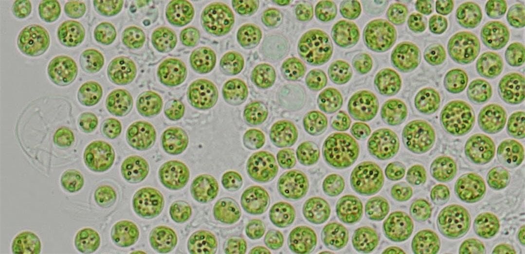 NOAA Phytoplankton Monitoring Network Training Workshop
