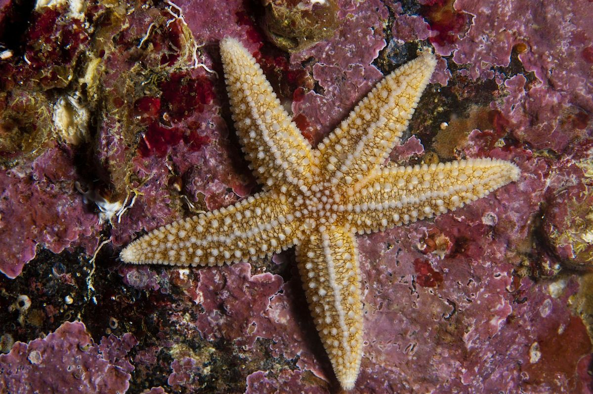 Extreme Rockpool Safari - South Bay, Scarborough