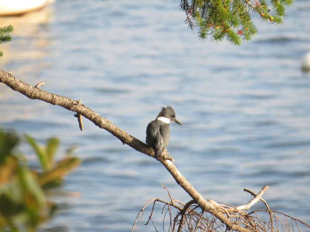 Second Sunday Birding at Little Squalicum Estuary