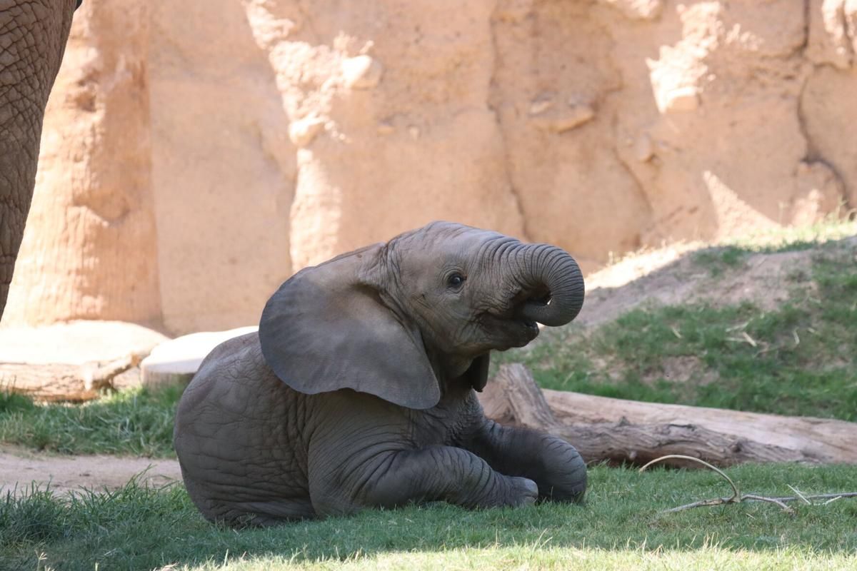 Parking Water For Elephants - Lubbock
