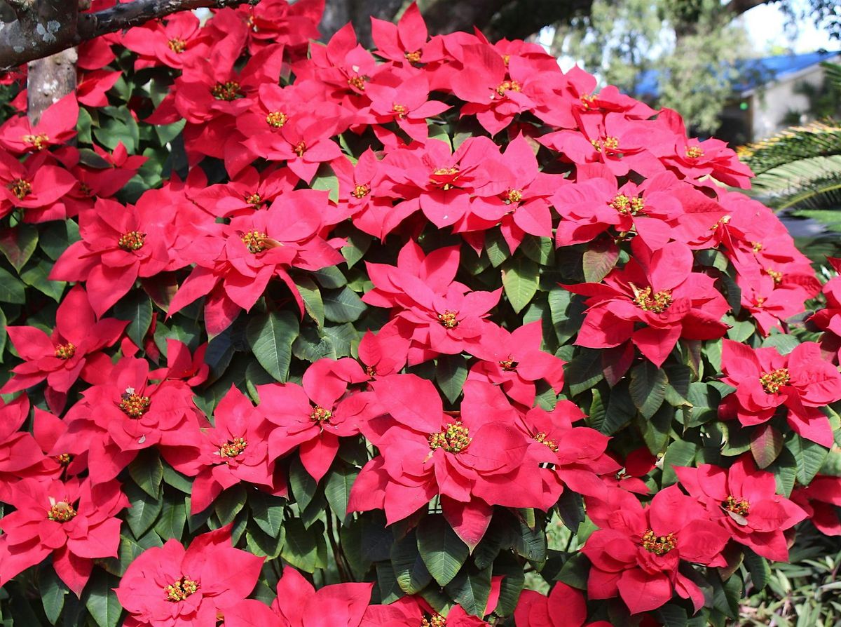 12-15-2025 Holiday Plants