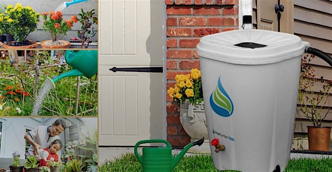 Harvesting rainwater with rain barrels