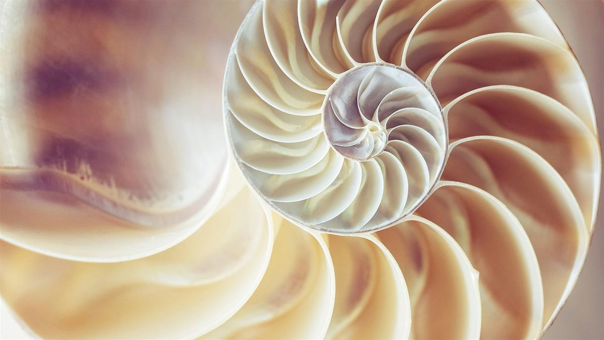 The Shape of Shells