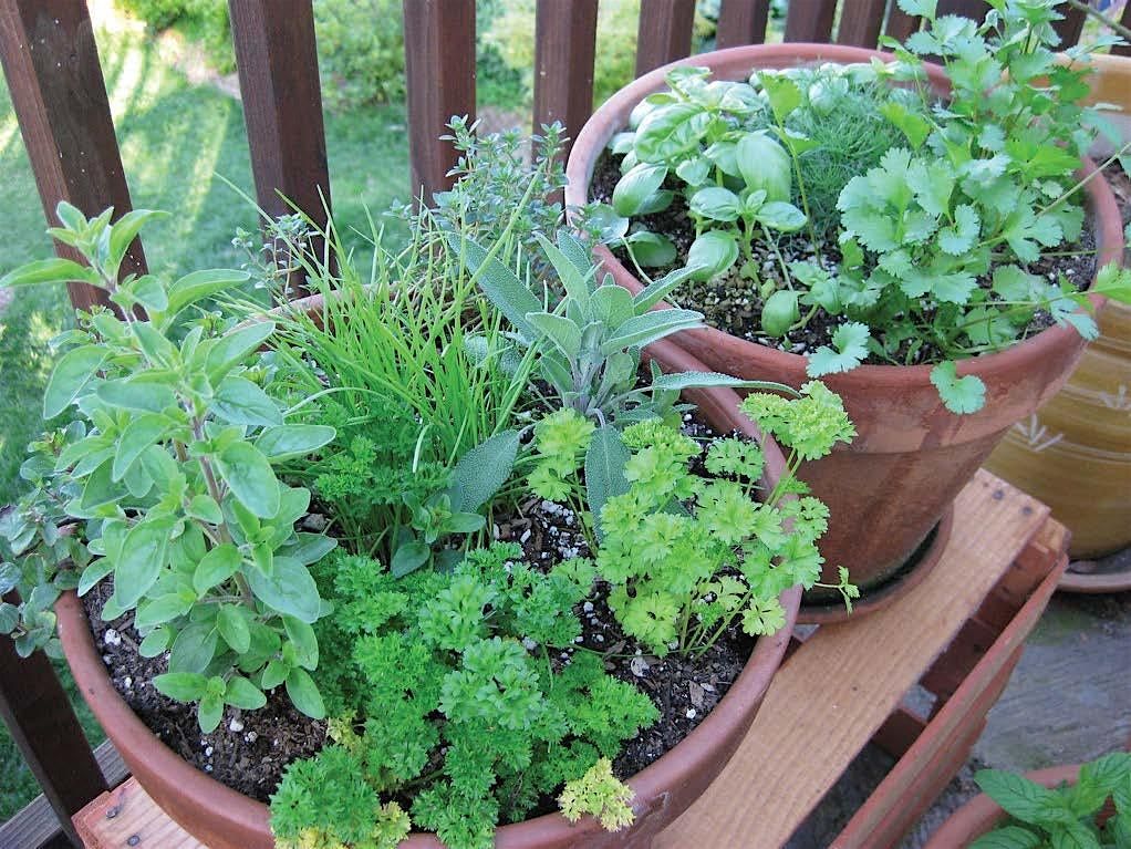 Container Gardening- Beautiful and Edible for Fall