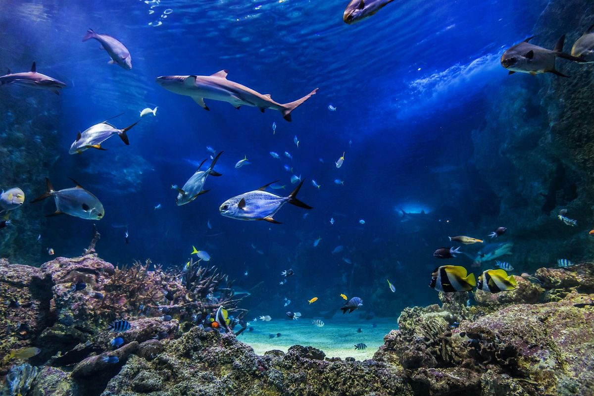 An ADF Families Event: National Families Week at SEA LIFE Sydney Aquarium