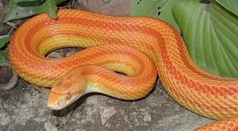 Accessible Adventures: Spotlight on Museum Animals - Snake Charmer