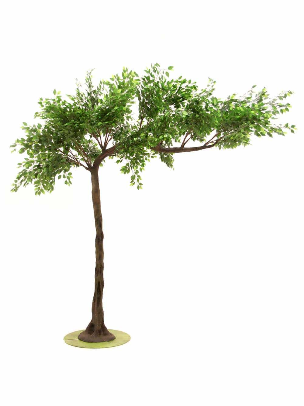 Ficus at The Loving Touch