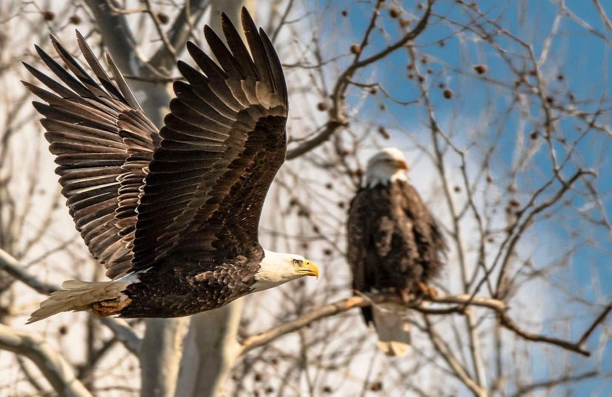 The Eagles