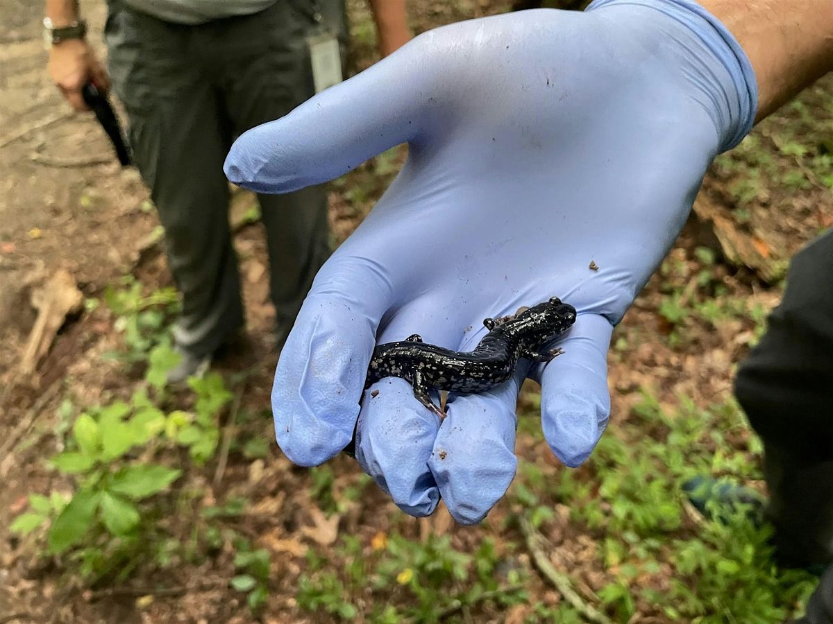 Amphibians of Cobb County