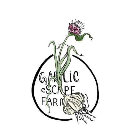 Dr. Silvia Abel-Caines