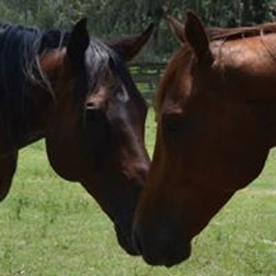 Track to Trail Thoroughbreds-  rehab, rehoming, and rescue of ex-racehorses