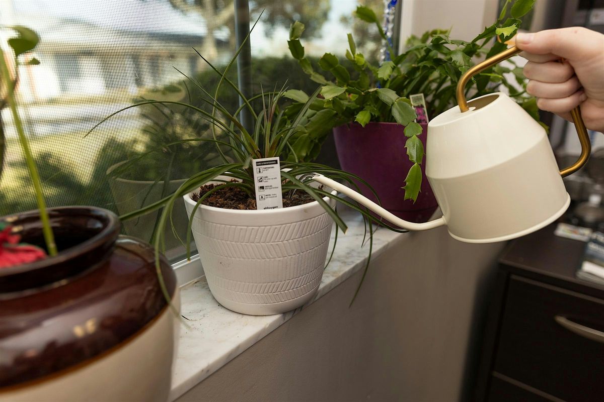 Growing Happy Houseplants