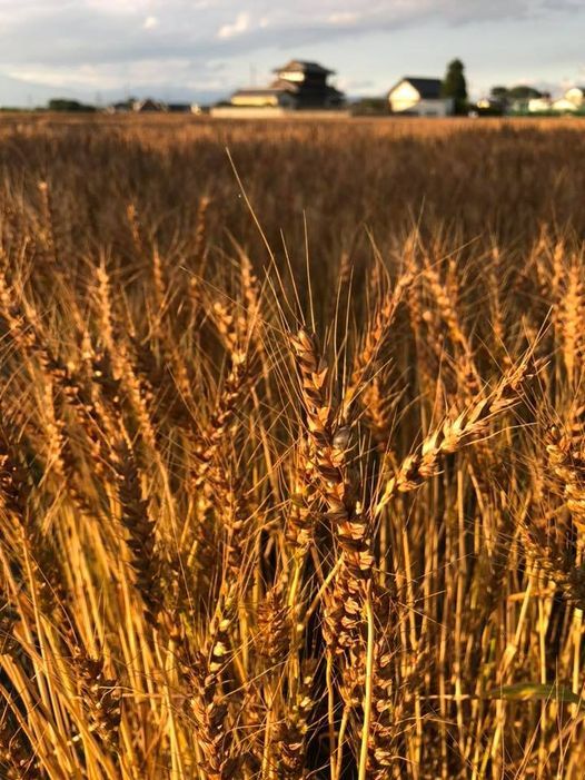 エディブルプランター麦栽培 めばえ 自然工房めばえ Nerima Ku Tokyo November 9 21 エディブルプランター麦栽培 めばえ 自然工房めばえ Nerima Ku Tokyo November 9 21