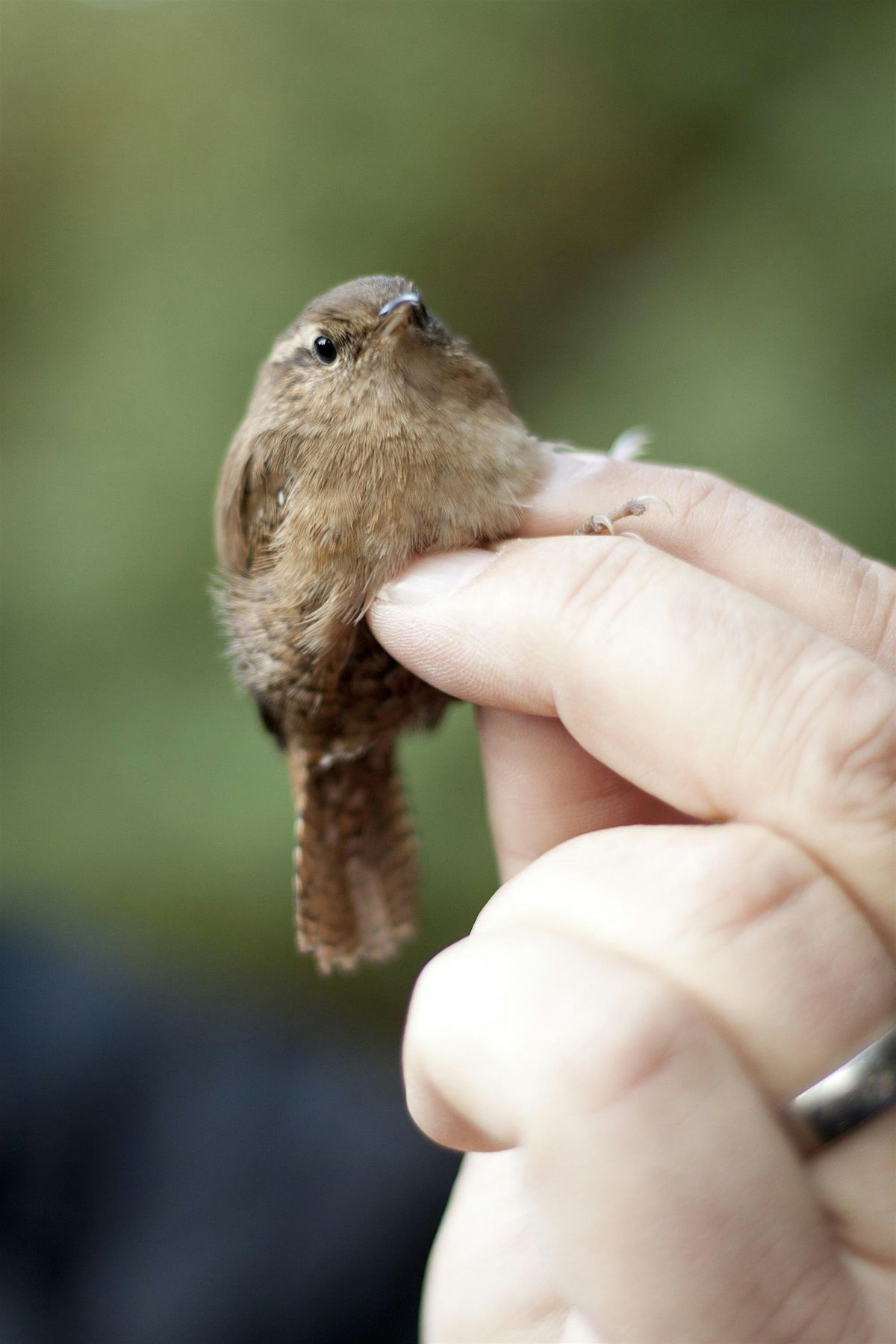 Great Fen Bird Ringing Experience at Great Fen, Huntingdon on 13th June ...