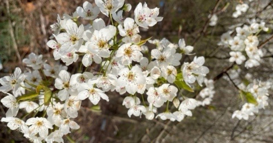 From Friend to Foe: The Story of the Invasive Callery Pear Tree