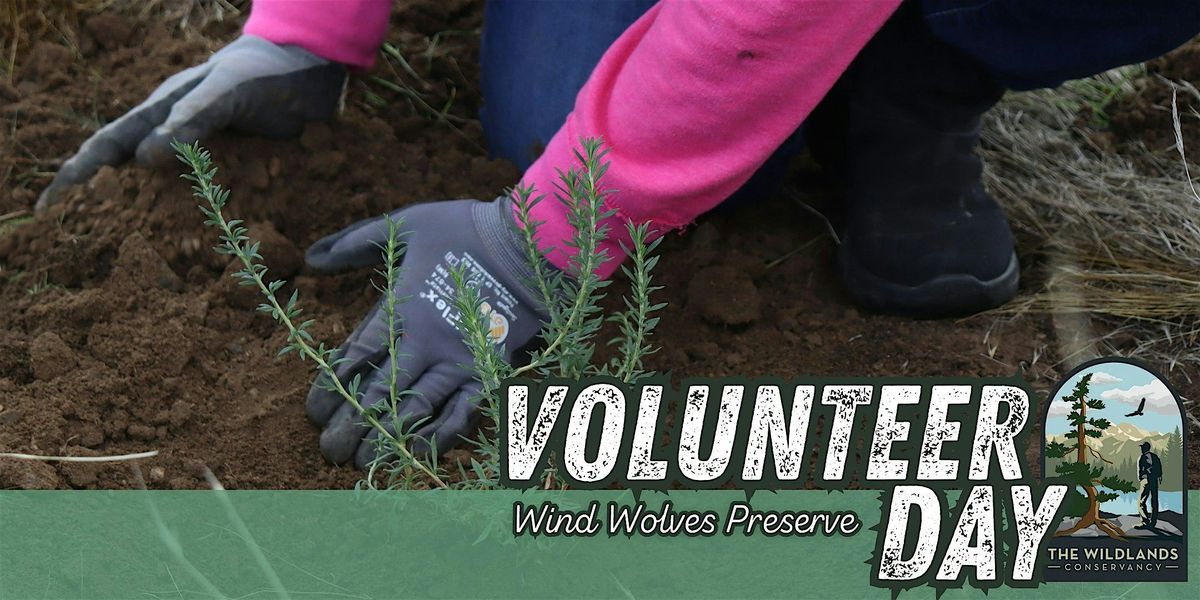 Volunteer Day: Planting- Wind Wolves Preserve