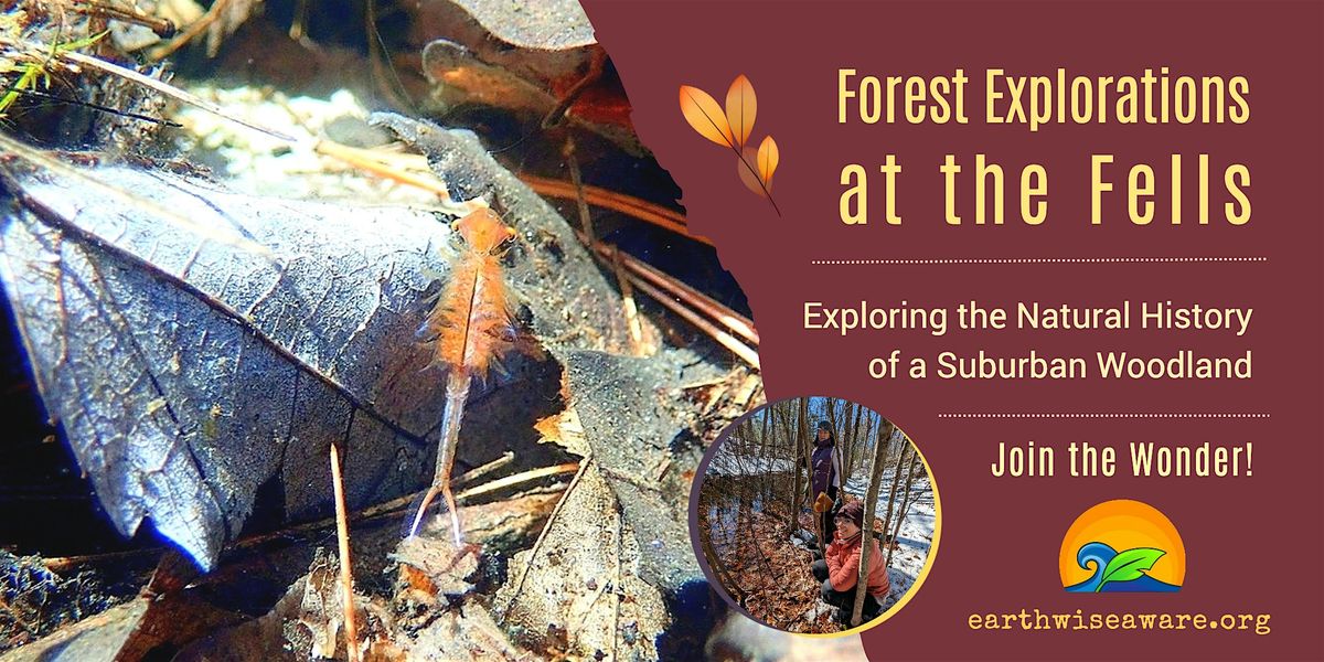 Winter Forest Explorations