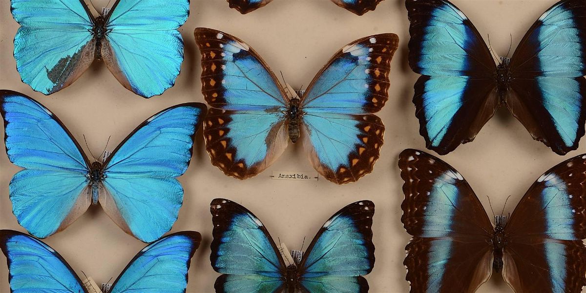 Fountaine-Neimy Butterfly Collection Visit