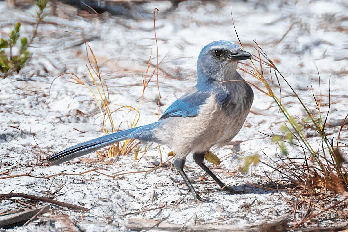 Explore Florida: Merritt Island NWR