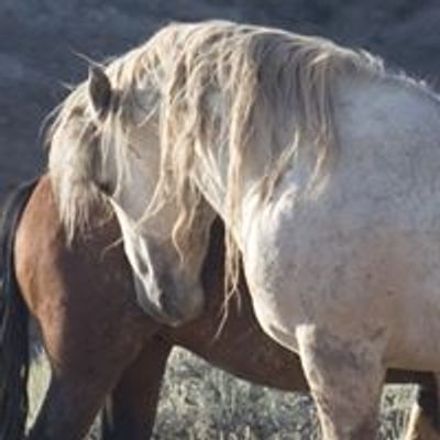 Equus ferus- Wild Horse Photography \u2122