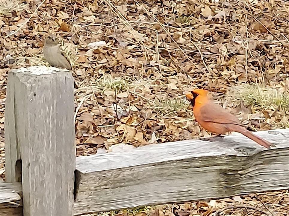 Montrose Bird Sanctuary walk