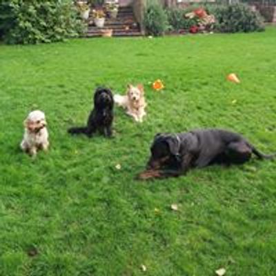 Premier Puppy and Dog Training Club - Nuneaton