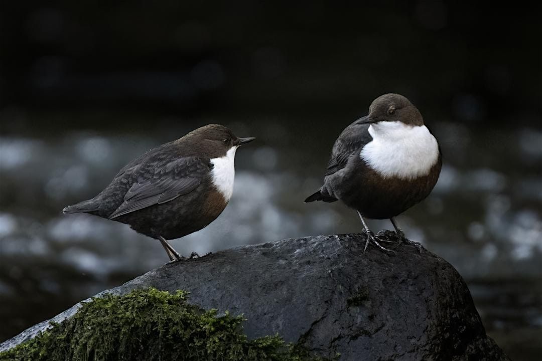 Dipper Wildlife Photography Workshop