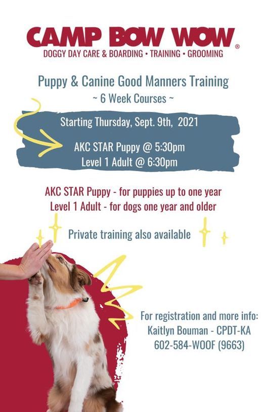 star puppy training