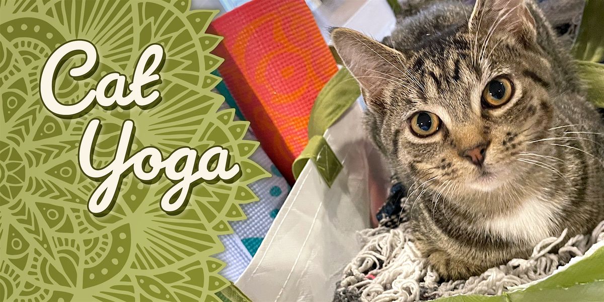 Yoga at Catf\u00e9 Lounge!