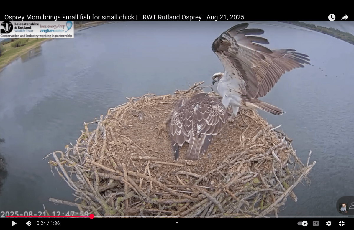 Osprey Thanksgiving Classic - Day 1